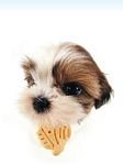 pic for Shih Tzu